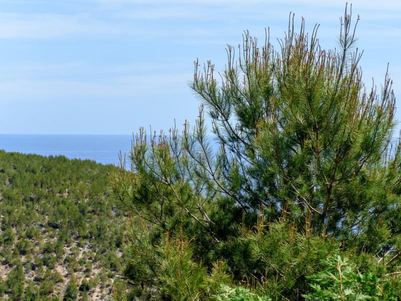 Villa Infinite , Santa Eulalia 