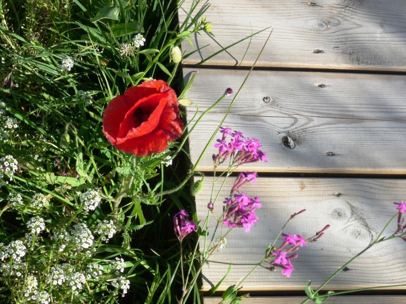 Beach Villa Comporta , Comporta , Lisbon and coast 