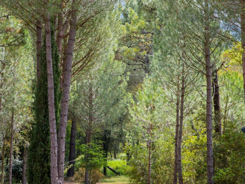 Provence by the Sea , Cote D'Azur , St Tropez 